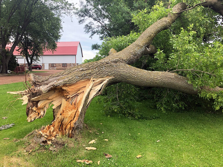 Emergency Tree Services