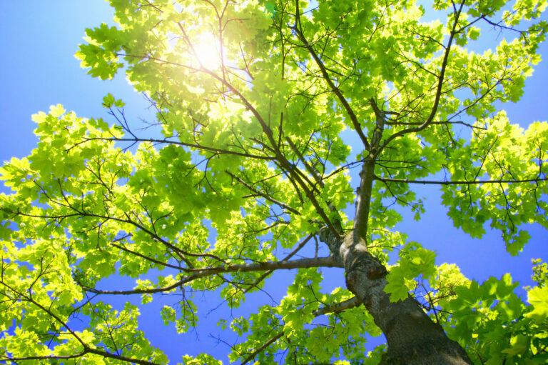 Summer Tree Care