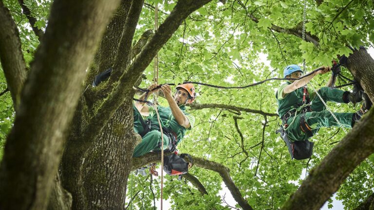 Tree Maintenance