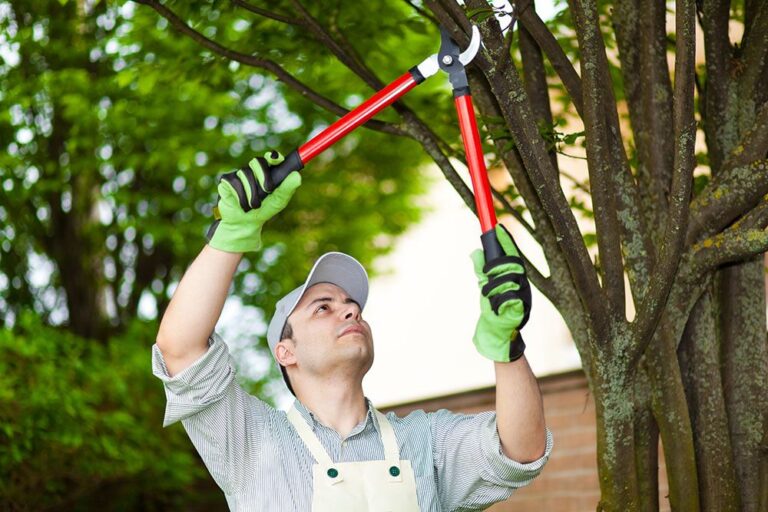 tree maintenance