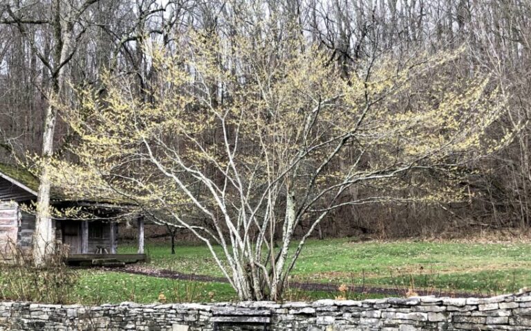 Dormant Season Pruning in NJ