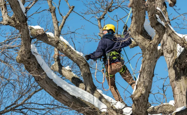 Winter Pruning vs. Winter Risk: What to Do Now to Protect Your Property