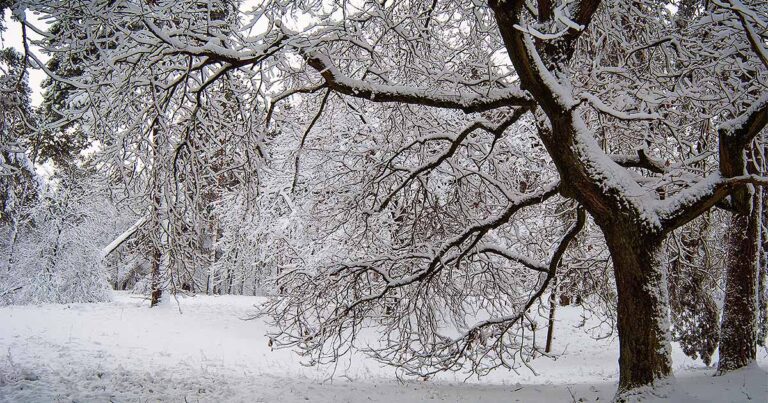 Winter Tree Risk: What Hunterdon County Homeowners Should Check Before the Next Storm