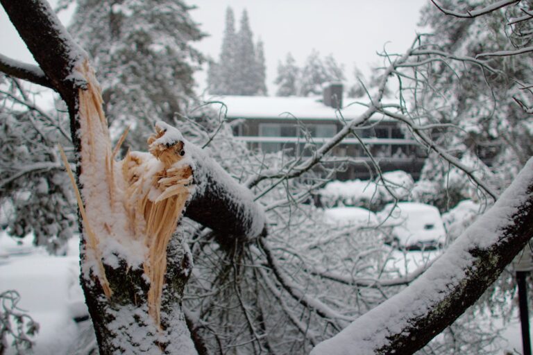 After the Storm: A Homeowner’s Guide to Winter Tree Damage, Cleanup, and Next Steps