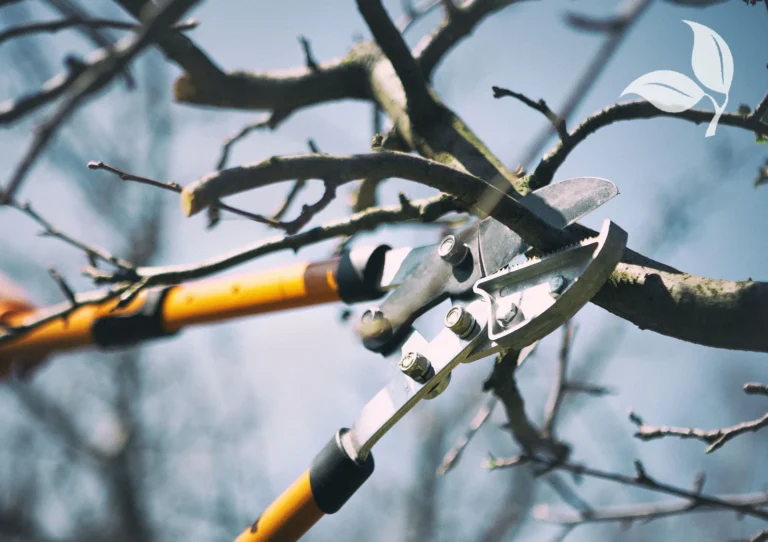 Pruning in Spring: What’s Smart, What to Avoid, and Why Timing Matters