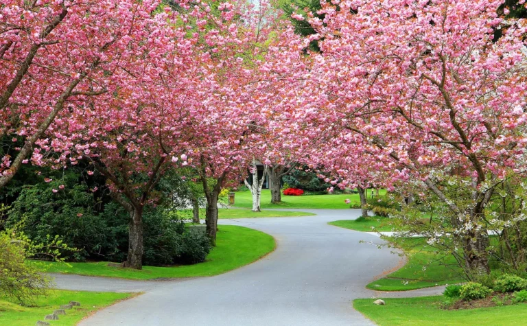 Spring Tree Checkup in Hunterdon County: What to Look for After Winter